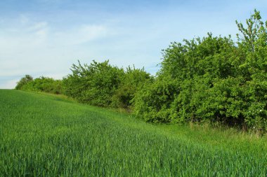 baharda yeşil ağaçlar ve mavi gökyüzü