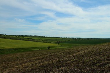 Buğdaylı tarla ve beyaz bulutlu mavi gökyüzü. Yaz manzarası