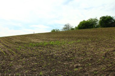 Çiftlikteki genç yeşil mısır tarlası