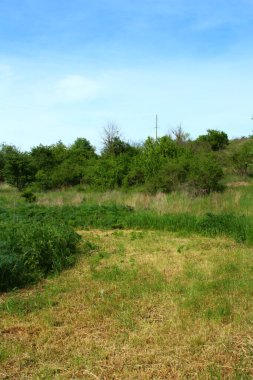 Ormanda yeşil çimenler