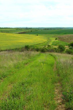 Kırsal alan, tarlalar ve çayırlar arasında bir yol, Rusya