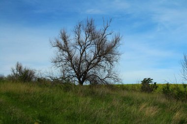 Mavi gökyüzü olan bir tarlada ağaç
