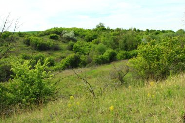 güzel yeşil çimenler ve ağaçlar