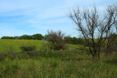 yeşil çimen ve mavi gökyüzü olan bahar manzarası