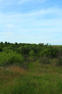 Teksas 'ta çayır görünümü