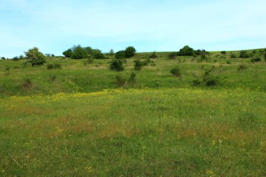 Çimenli ve ağaçlı yaz çayırı