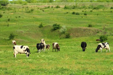 İnekler yeşil çimlerde otluyor.