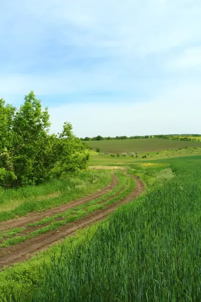 Ağaçları ve mavi gökyüzü olan yeşil tarla