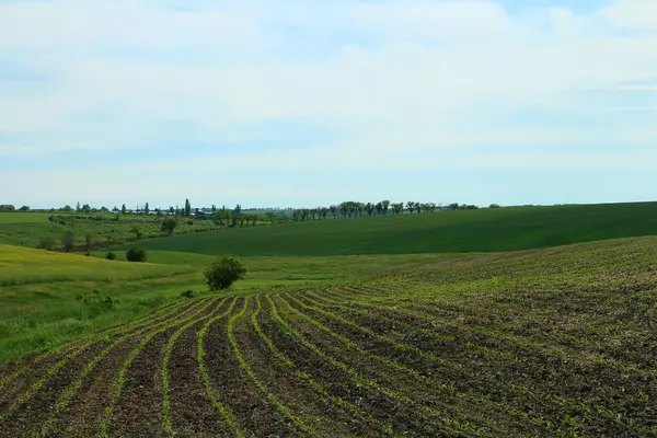 stock image landscape with green field and blue clouds