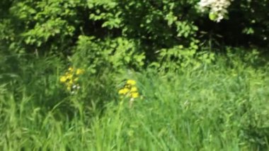 Bahçede beyaz çiçekler