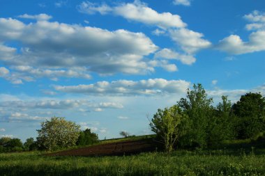 Beyaz bulutlu mavi gökyüzüne karşı çimen tarlası
