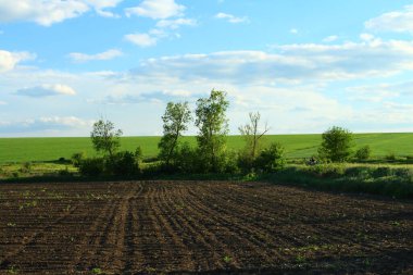 Güneşli bir günde yeşil çimen tarlası