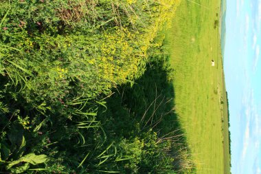 Ormanda yeşil çimenler