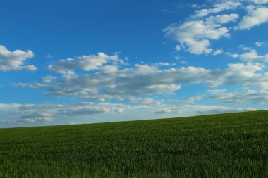 Yeşil buğday tarlası