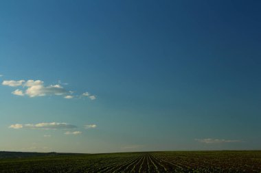 Mısır tarlası ve bulutlu mavi gökyüzü.