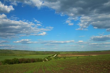 Buğday tarlası ve mavi gökyüzü olan güzel bir manzara.