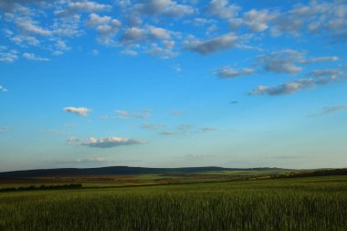 Buğday tarlası ve mavi gökyüzü olan güzel bir manzara.