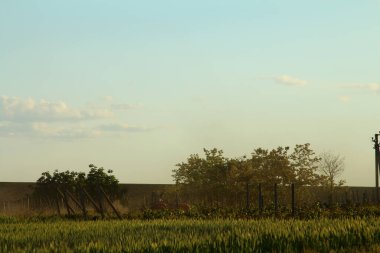 Ağaçlı ve ağaçlı güzel bir manzara.