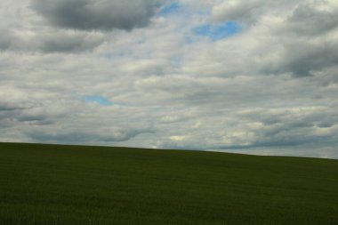 Mavi gökyüzü ile güzel yeşil tarla