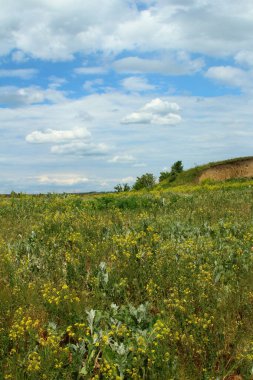 Yeşil çimenleri olan büyük bir tarla.