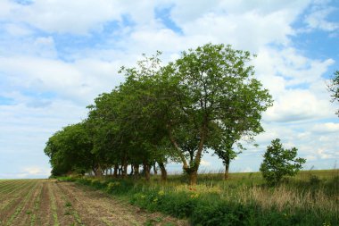 Mavi gökyüzünün altındaki buğday tarlasında boş bir ağacın güzel manzarası.