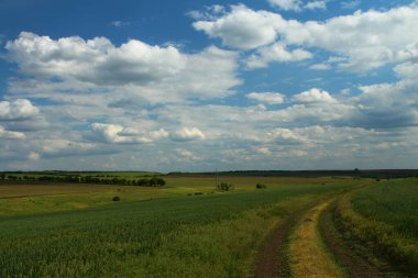 Buğday ve bulutlarla dolu güzel bir yaz manzarası
