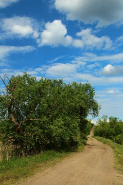 Ağaçlı kırsal yol