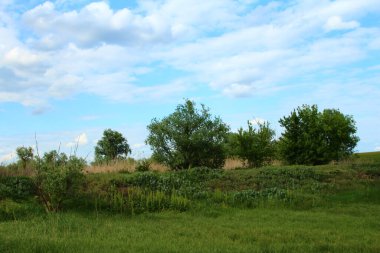 Ormandaki yeşil çimen ve ağaçların manzarası