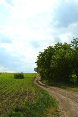 Yeşil tarlaların arasında yol