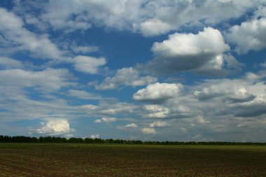 Buğday tarlası ve mavi gökyüzü olan güzel bir manzara.