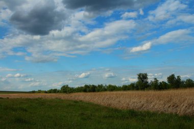 alan, çimenler ve ağaçlar