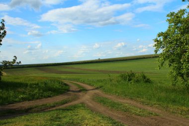 Yeşil tarlada bir yol.