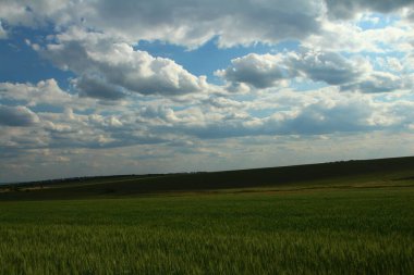 tarla ve mavi gökyüzü
