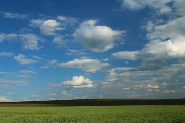 Yeşil buğday tarlası ve mavi bulutlu gökyüzü