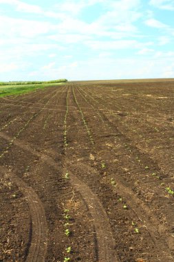 Baharda taze patates filizleri.