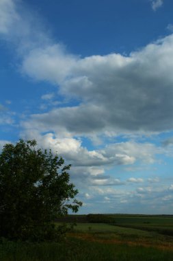 Güzel bir manzara Ağacı ve mavi gökyüzü