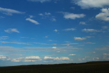Yazın yeşil buğday tarlası