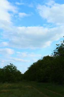 Ağaçlarla kaplı güzel bir manzara.