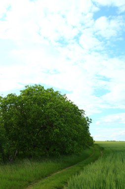 Doğanın güzel manzarası