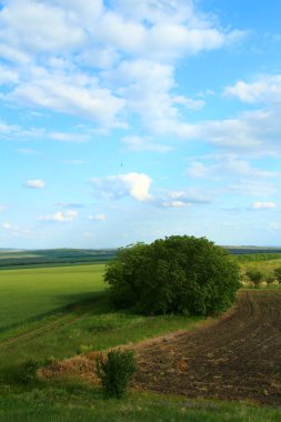 Yeşil tarla ve mavi gökyüzü manzarası