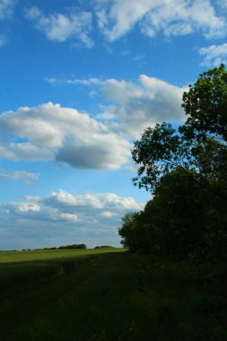 Beyaz bulutlu mavi gökyüzüne karşı yeşil çimen tarlası.