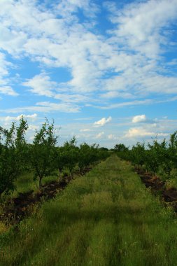 Doğanın güzel manzarası