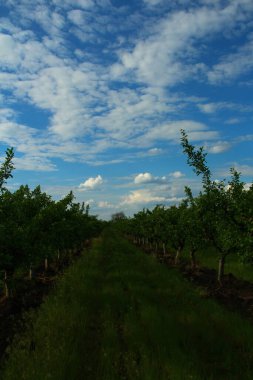 a beautiful shot of a green field with a blue sky