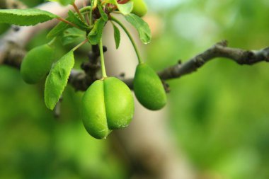 Bahçedeki ağaçta olgun erikler