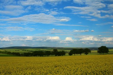 yeşil tecavüz sahası ve mavi gökyüzü