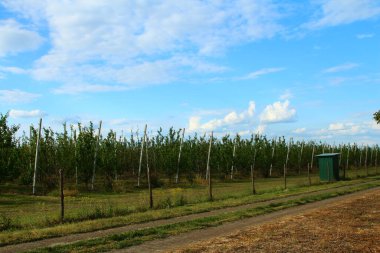 Ağaçlı tarla.