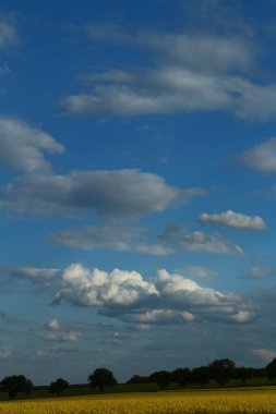 Kolza tohumu tarlası ve parlak bulutlar.