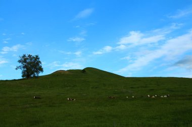 Tepedeki yeşil çimenler