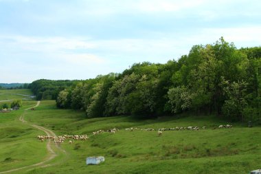 Bir koyun sürüsü tarlada otluyor.