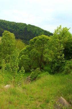 Yazın yeşil orman ve ağaçlar